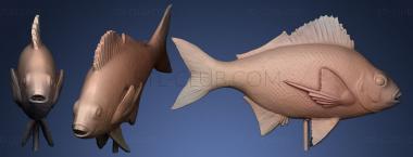 3D мадэль Серебряная рыба (STL)